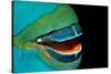 Close-Up of a Greentroat Parrotfish Mouth and Beak-Reinhard Dirscherl-Stretched Canvas