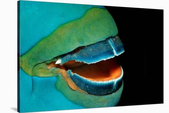 Close-Up of a Greentroat Parrotfish Mouth and Beak-Reinhard Dirscherl-Stretched Canvas