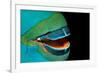 Close-Up of a Greentroat Parrotfish Mouth and Beak-Reinhard Dirscherl-Framed Photographic Print