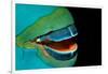 Close-Up of a Greentroat Parrotfish Mouth and Beak-Reinhard Dirscherl-Framed Photographic Print