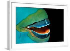 Close-Up of a Greentroat Parrotfish Mouth and Beak-Reinhard Dirscherl-Framed Photographic Print