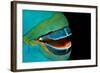 Close-Up of a Greentroat Parrotfish Mouth and Beak-Reinhard Dirscherl-Framed Photographic Print