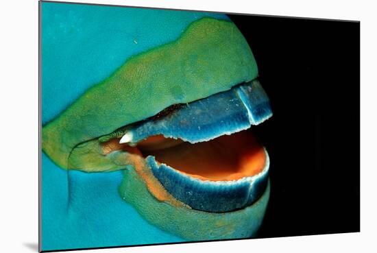 Close-Up of a Greentroat Parrotfish Mouth and Beak-Reinhard Dirscherl-Mounted Photographic Print