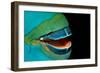 Close-Up of a Greentroat Parrotfish Mouth and Beak-Reinhard Dirscherl-Framed Photographic Print