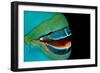 Close-Up of a Greentroat Parrotfish Mouth and Beak-Reinhard Dirscherl-Framed Photographic Print