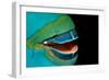 Close-Up of a Greentroat Parrotfish Mouth and Beak-Reinhard Dirscherl-Framed Photographic Print