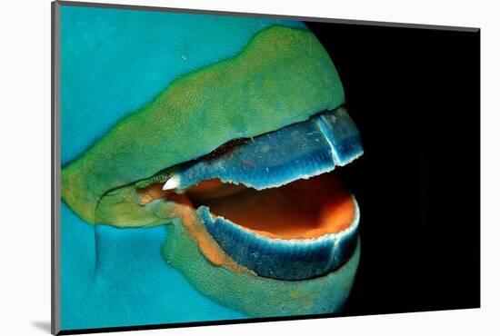 Close-Up of a Greentroat Parrotfish Mouth and Beak-Reinhard Dirscherl-Mounted Photographic Print