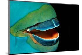 Close-Up of a Greentroat Parrotfish Mouth and Beak-Reinhard Dirscherl-Mounted Photographic Print