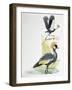 Close-Up of a Grey Crowned Crane (Balearica Regulorum) with a Black Crowned Crane (Balearica Pavoni-null-Framed Giclee Print