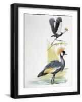 Close-Up of a Grey Crowned Crane (Balearica Regulorum) with a Black Crowned Crane (Balearica Pavoni-null-Framed Giclee Print