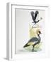 Close-Up of a Grey Crowned Crane (Balearica Regulorum) with a Black Crowned Crane (Balearica Pavoni-null-Framed Giclee Print