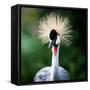 Close-Up Of A Grey Crowned Crane (Balearica Regulorum)-l i g h t p o e t-Framed Stretched Canvas