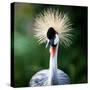 Close-Up Of A Grey Crowned Crane (Balearica Regulorum)-l i g h t p o e t-Stretched Canvas