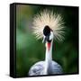 Close-Up Of A Grey Crowned Crane (Balearica Regulorum)-l i g h t p o e t-Framed Stretched Canvas