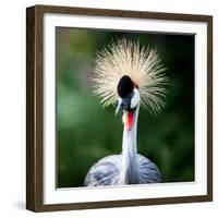 Close-Up Of A Grey Crowned Crane (Balearica Regulorum)-l i g h t p o e t-Framed Photographic Print