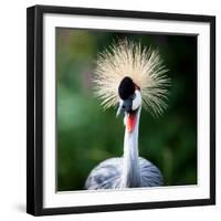 Close-Up Of A Grey Crowned Crane (Balearica Regulorum)-l i g h t p o e t-Framed Photographic Print