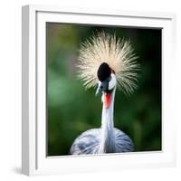 Close-Up Of A Grey Crowned Crane (Balearica Regulorum)-l i g h t p o e t-Framed Photographic Print