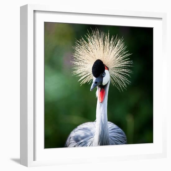 Close-Up Of A Grey Crowned Crane (Balearica Regulorum)-l i g h t p o e t-Framed Photographic Print