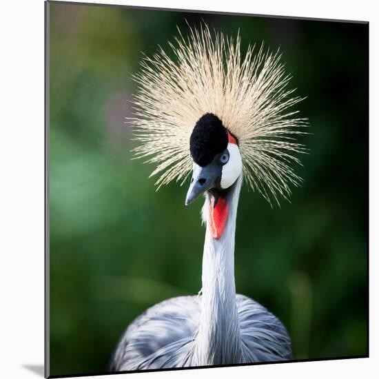 Close-Up Of A Grey Crowned Crane (Balearica Regulorum)-l i g h t p o e t-Mounted Photographic Print