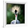 Close-Up Of A Grey Crowned Crane (Balearica Regulorum)-l i g h t p o e t-Framed Photographic Print