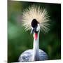 Close-Up Of A Grey Crowned Crane (Balearica Regulorum)-l i g h t p o e t-Mounted Photographic Print