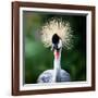 Close-Up Of A Grey Crowned Crane (Balearica Regulorum)-l i g h t p o e t-Framed Photographic Print