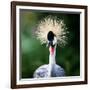 Close-Up Of A Grey Crowned Crane (Balearica Regulorum)-l i g h t p o e t-Framed Photographic Print