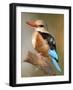 Close-Up of a Grey-Headed Kingfisher Perching on a Branch, Tarangire National Park, Tanzania-null-Framed Photographic Print