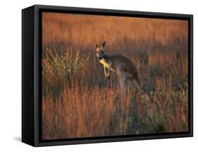 Close-Up of a Grey Kangaroo, Flinders Range, South Australia, Australia-Neale Clarke-Framed Stretched Canvas