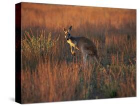 Close-Up of a Grey Kangaroo, Flinders Range, South Australia, Australia-Neale Clarke-Stretched Canvas