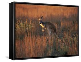 Close-Up of a Grey Kangaroo, Flinders Range, South Australia, Australia-Neale Clarke-Framed Stretched Canvas