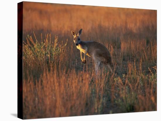 Close-Up of a Grey Kangaroo, Flinders Range, South Australia, Australia-Neale Clarke-Stretched Canvas