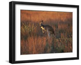 Close-Up of a Grey Kangaroo, Flinders Range, South Australia, Australia-Neale Clarke-Framed Photographic Print