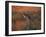 Close-Up of a Grey Kangaroo, Flinders Range, South Australia, Australia-Neale Clarke-Framed Photographic Print