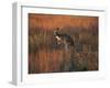 Close-Up of a Grey Kangaroo, Flinders Range, South Australia, Australia-Neale Clarke-Framed Photographic Print