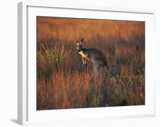 Close-Up of a Grey Kangaroo, Flinders Range, South Australia, Australia-Neale Clarke-Framed Photographic Print