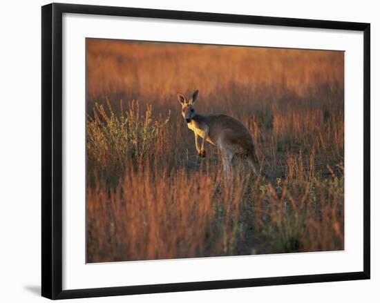 Close-Up of a Grey Kangaroo, Flinders Range, South Australia, Australia-Neale Clarke-Framed Photographic Print