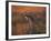 Close-Up of a Grey Kangaroo, Flinders Range, South Australia, Australia-Neale Clarke-Framed Photographic Print