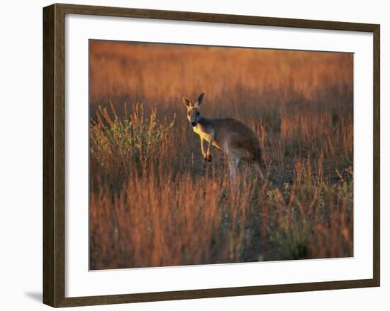 Close-Up of a Grey Kangaroo, Flinders Range, South Australia, Australia-Neale Clarke-Framed Photographic Print