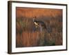 Close-Up of a Grey Kangaroo, Flinders Range, South Australia, Australia-Neale Clarke-Framed Photographic Print