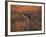 Close-Up of a Grey Kangaroo, Flinders Range, South Australia, Australia-Neale Clarke-Framed Photographic Print