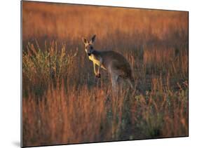 Close-Up of a Grey Kangaroo, Flinders Range, South Australia, Australia-Neale Clarke-Mounted Photographic Print