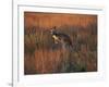 Close-Up of a Grey Kangaroo, Flinders Range, South Australia, Australia-Neale Clarke-Framed Photographic Print