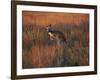 Close-Up of a Grey Kangaroo, Flinders Range, South Australia, Australia-Neale Clarke-Framed Photographic Print