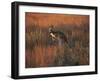 Close-Up of a Grey Kangaroo, Flinders Range, South Australia, Australia-Neale Clarke-Framed Premium Photographic Print