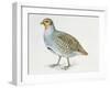 Close-Up of a Grey Partridge (Perdix Perdix)-null-Framed Giclee Print