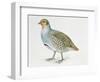 Close-Up of a Grey Partridge (Perdix Perdix)-null-Framed Giclee Print