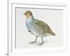 Close-Up of a Grey Partridge (Perdix Perdix)-null-Framed Giclee Print