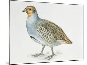 Close-Up of a Grey Partridge (Perdix Perdix)-null-Mounted Giclee Print