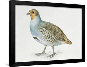 Close-Up of a Grey Partridge (Perdix Perdix)-null-Framed Giclee Print